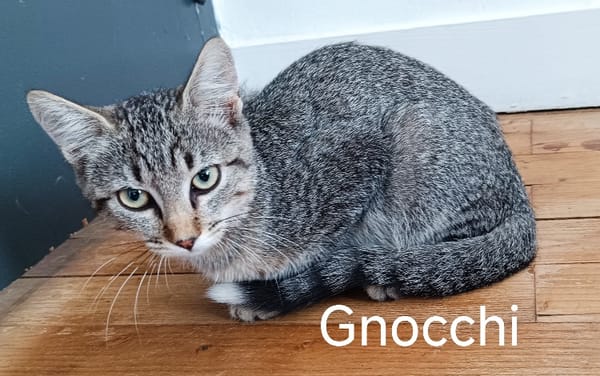 GNOCCHI