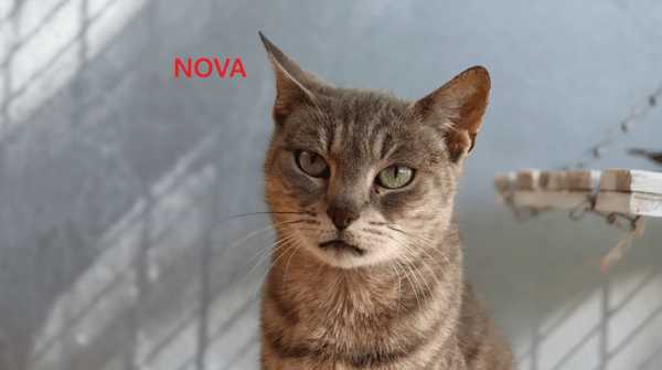 NOVA