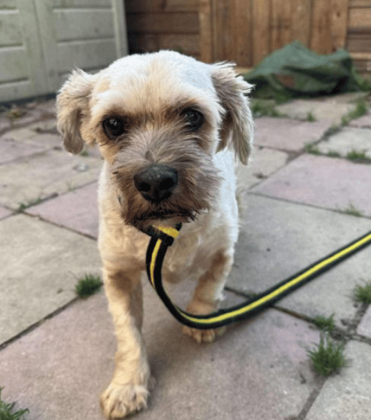 Arlo