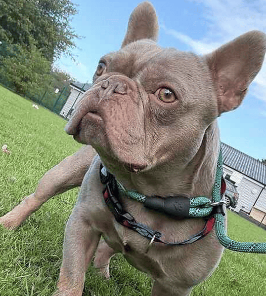 Mr Rolo