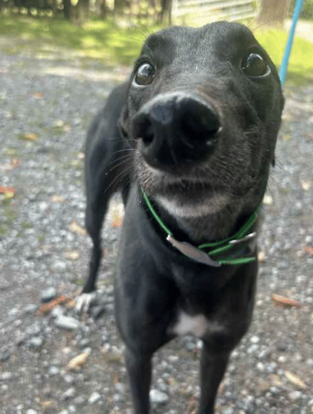 Clyde