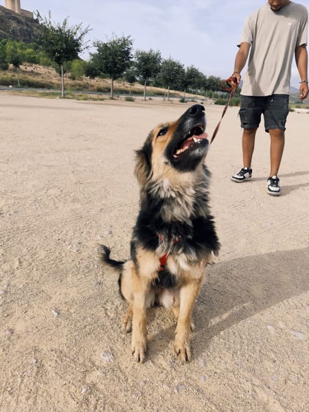 LUFY  (Patas Jumila)