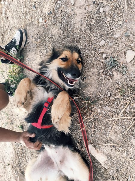 LUFY  (Patas Jumila)