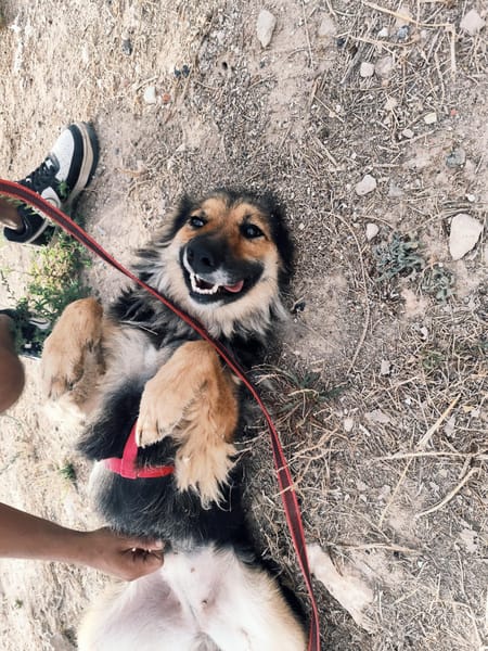 LUFY  (Patas Jumila)