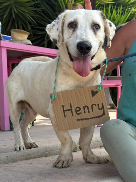 HENRY (Maria)