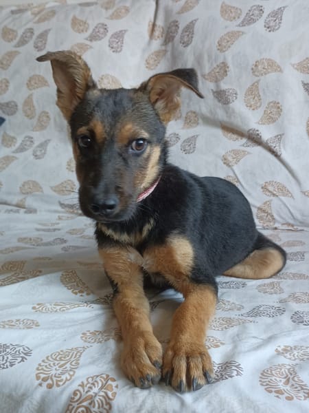 ABBY (Maria)