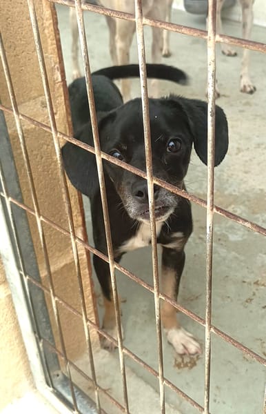BLACKY (Maria)