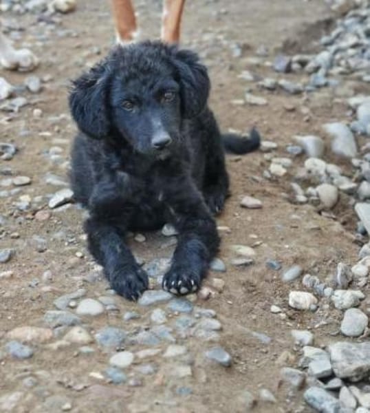 💕Trixie💕sucht ein liebevolles Zuhause