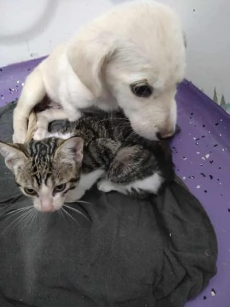 Kleine Lina ❤🐾 und kleine Mietzekatze