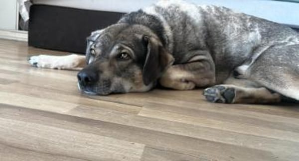 Oscar sucht seine Familie für immer!