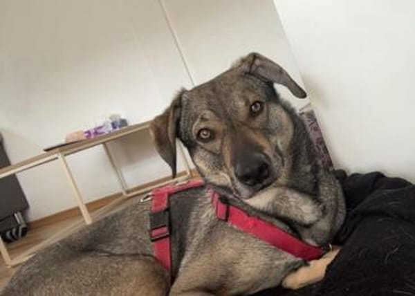 Oscar sucht seine Familie für immer!