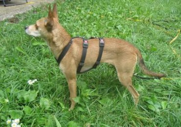 Sol6 sucht ein Zuhause