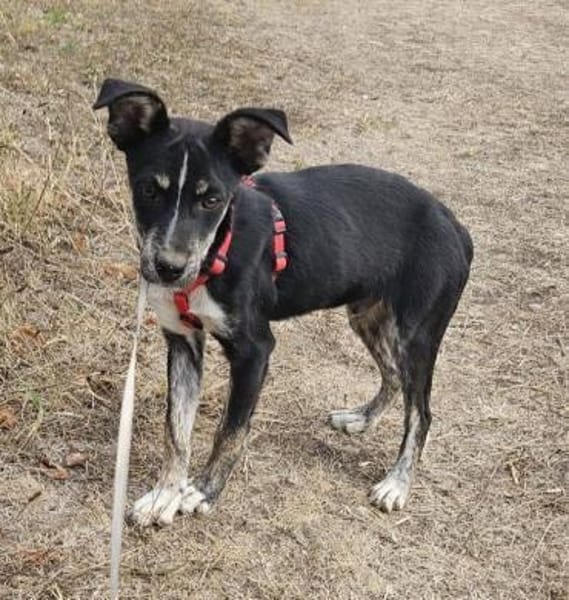 Bobby, freundlicher Welpe sucht Zuhause