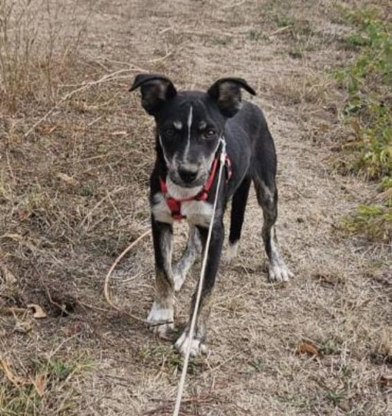 Bobby, freundlicher Welpe sucht Zuhause
