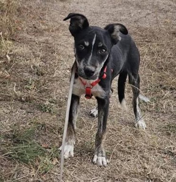 Bobby, freundlicher Welpe sucht Zuhause