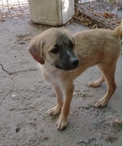Maisie,verspieltes Mädchen sucht Familie