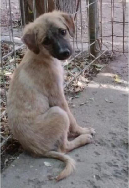 Maisie,verspieltes Mädchen sucht Familie
