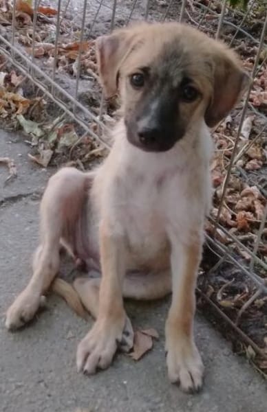 Maisie,verspieltes Mädchen sucht Familie