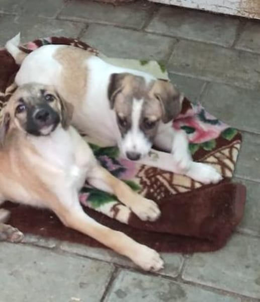 Maisie,verspieltes Mädchen sucht Familie