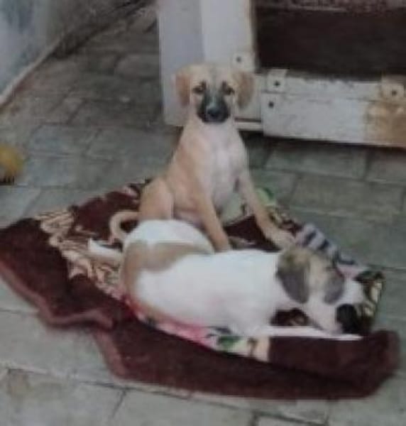 Maisie,verspieltes Mädchen sucht Familie