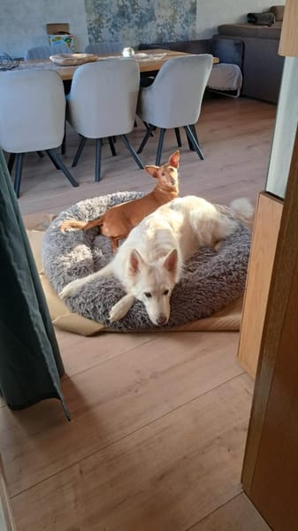 TARA sucht ein liebevolles Daheim