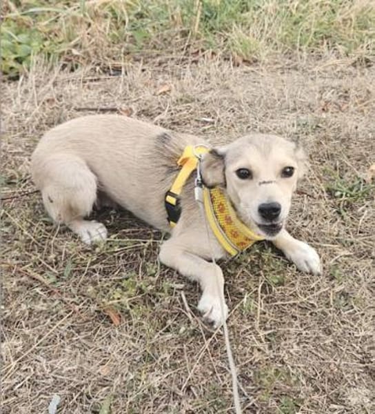 Aurora, tapferer Hund sucht neue Familie