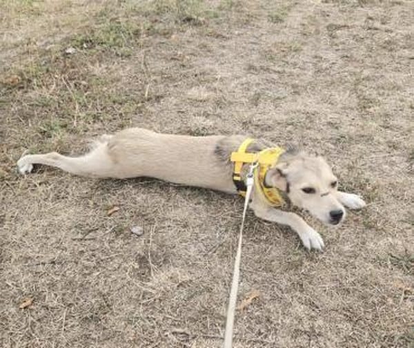 Aurora, tapferer Hund sucht neue Familie