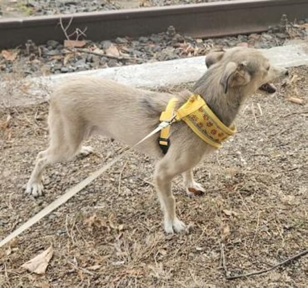 Aurora, tapferer Hund sucht neue Familie