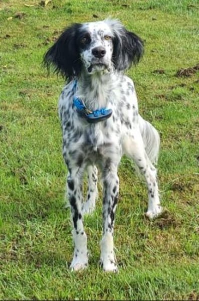Lebensfrohe English Setter Dame Stella..