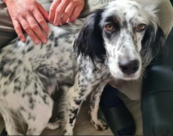 Lebensfrohe English Setter Dame Stella..