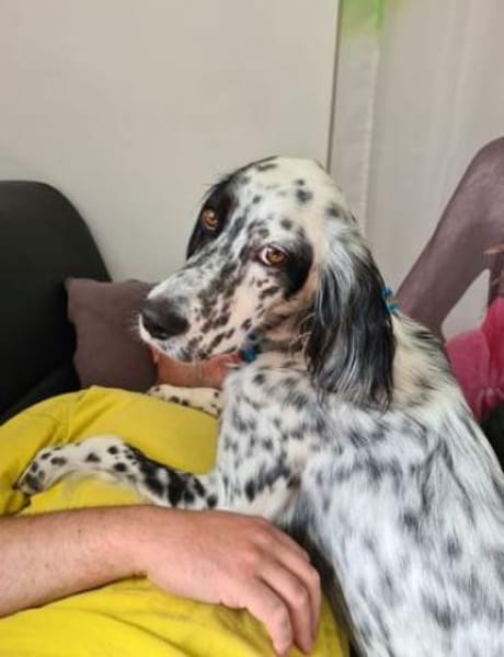 Lebensfrohe English Setter Dame Stella..
