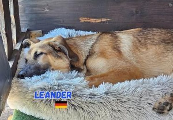 Leander - liebenswerter Lausbub