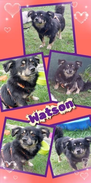 Watson wartet in 91278 Pottenstein!
