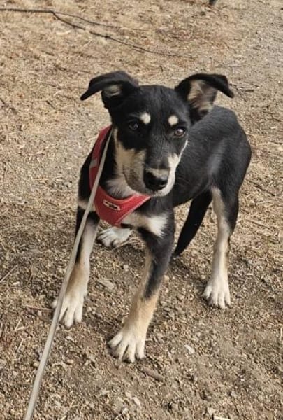Josie, kleine Hündin sucht neues Zuhause