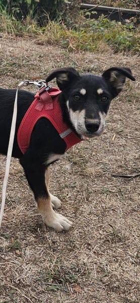 Josie, kleine Hündin sucht neues Zuhause