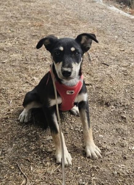 Josie, kleine Hündin sucht neues Zuhause