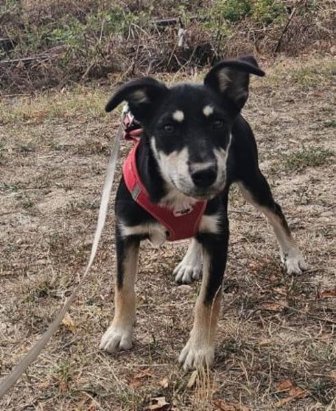 Josie, kleine Hündin sucht neues Zuhause