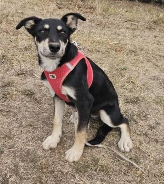 Josie, kleine Hündin sucht neues Zuhause