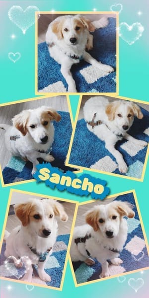 Sancho wartet in 91278 Pottenstein!