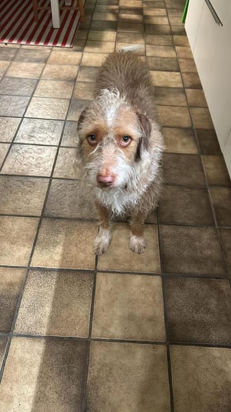 Toller Wasserhund/Podencomix Toni sucht#