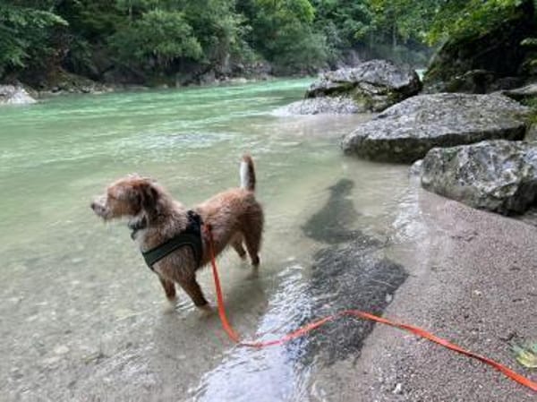 Toller Wasserhund/Podencomix Toni sucht#