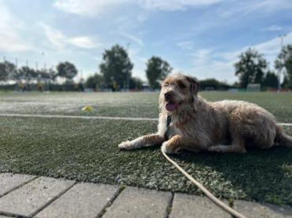 Toller Wasserhund/Podencomix Toni sucht#