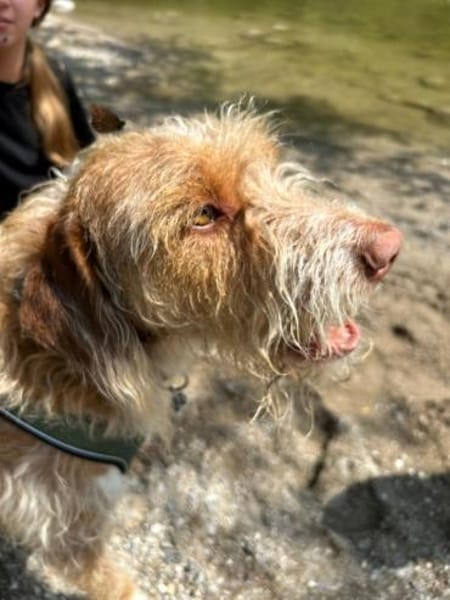 Toller Wasserhund/Podencomix Toni sucht#
