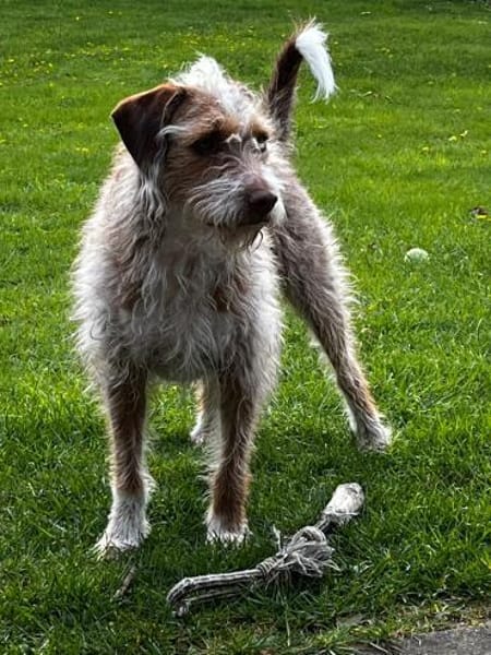 Toller Wasserhund/Podencomix Toni sucht#