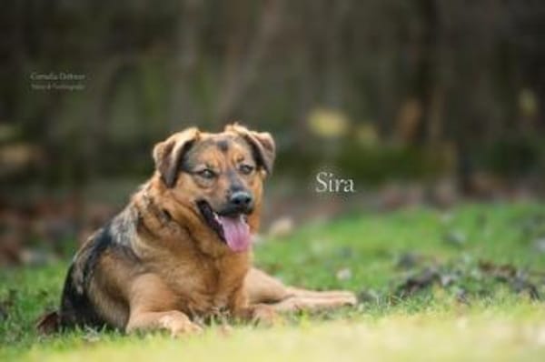 SIRA (W) NOTFALL ++ wir geben nicht auf