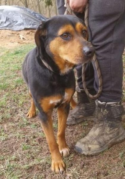 STELLA 2 sucht Zuhause
