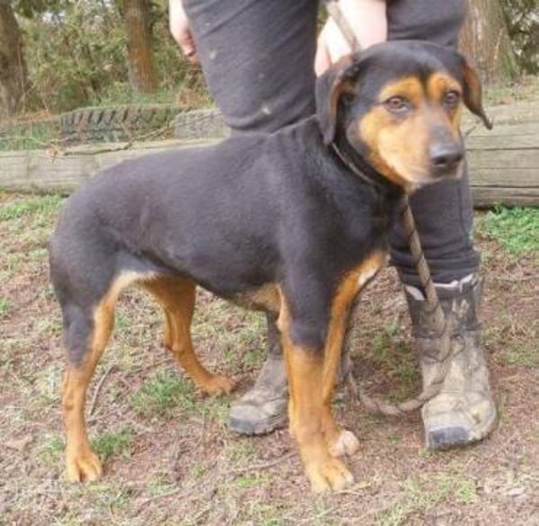 STELLA 2 sucht Zuhause