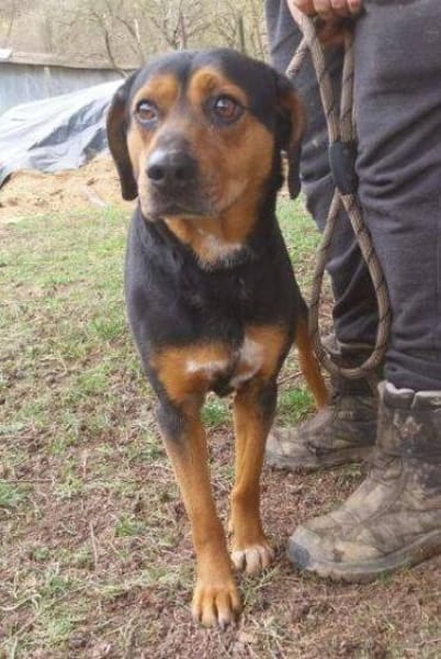 STELLA 2 sucht Zuhause
