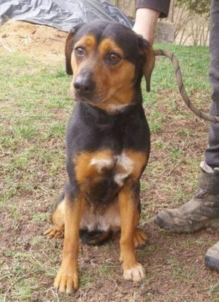 STELLA 2 sucht Zuhause