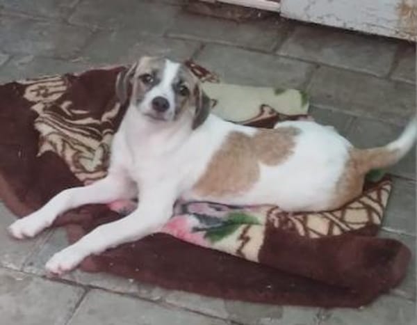 Madi,verspieltes Mädchen sucht Familie